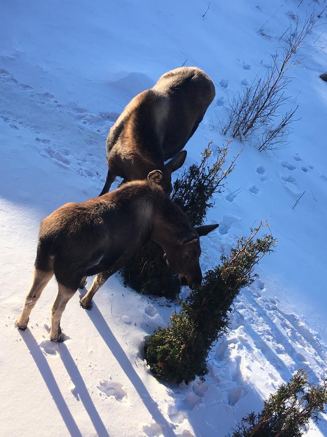 Arctic Adventure Hostel Anchorage Buitenkant foto