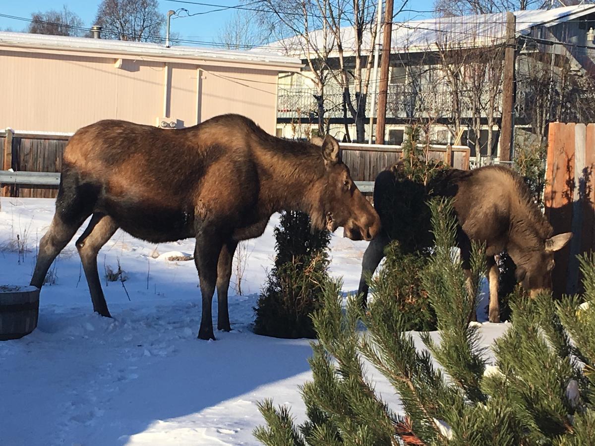 Arctic Adventure Hostel Anchorage Buitenkant foto